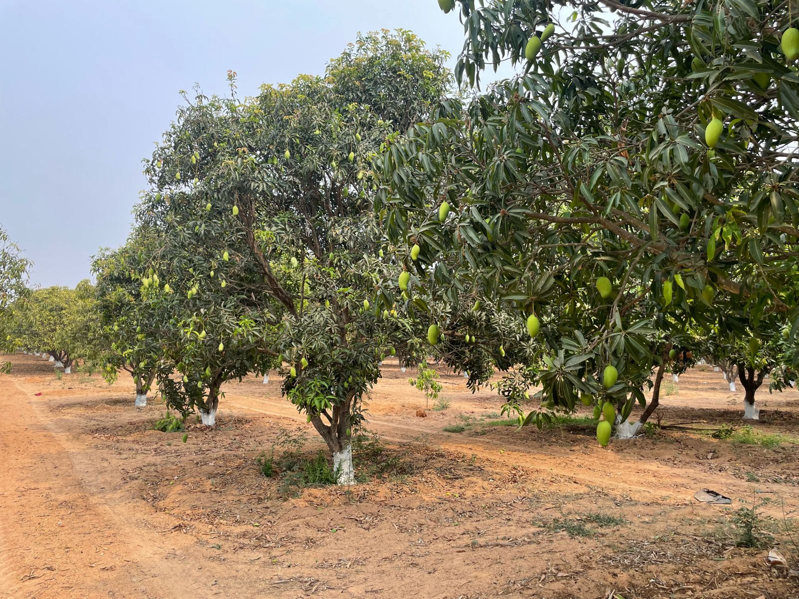 Mango Orchard